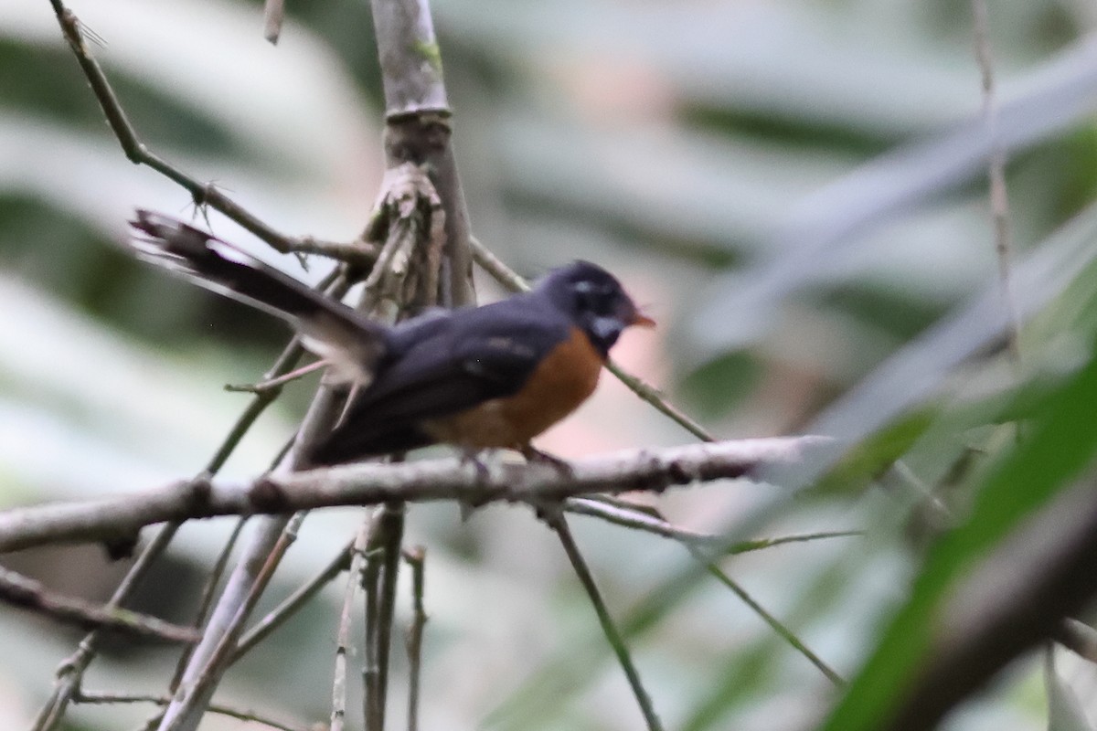 Chestnut-bellied Fantail - ML638830467