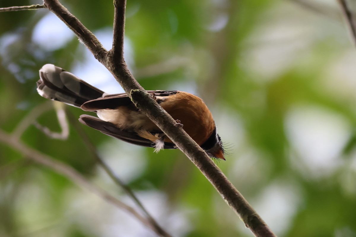 Chestnut-bellied Fantail - ML638830468