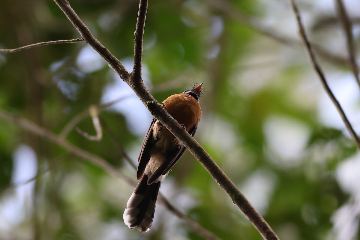 Chestnut-bellied Fantail - ML638830469