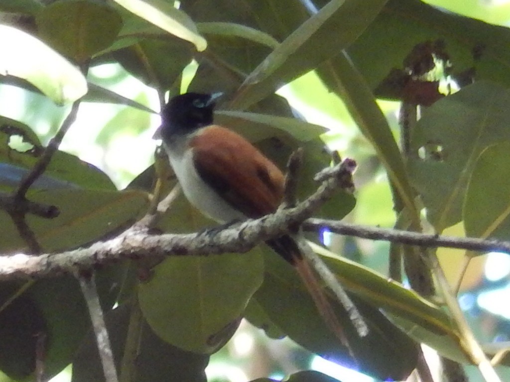 Seychelles Paradise-Flycatcher - ML638830490
