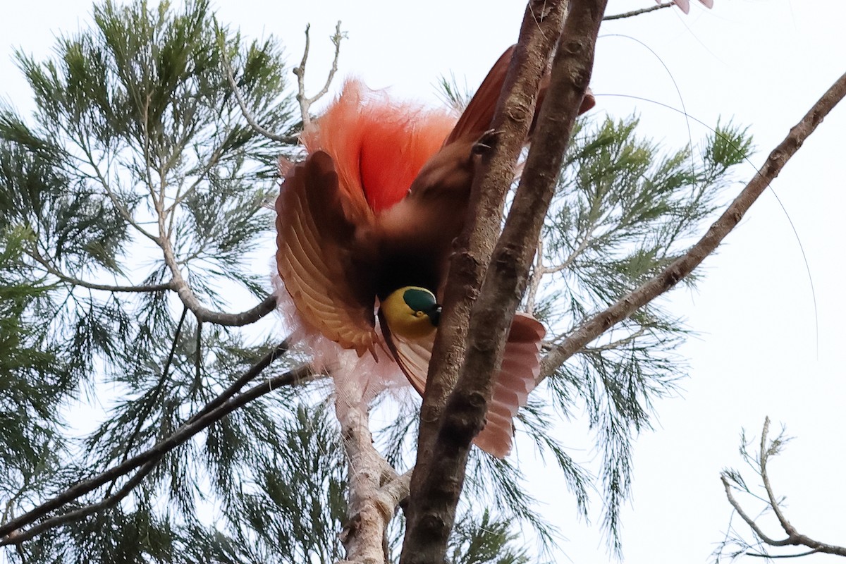 Raggiana Bird-of-Paradise - ML638830520