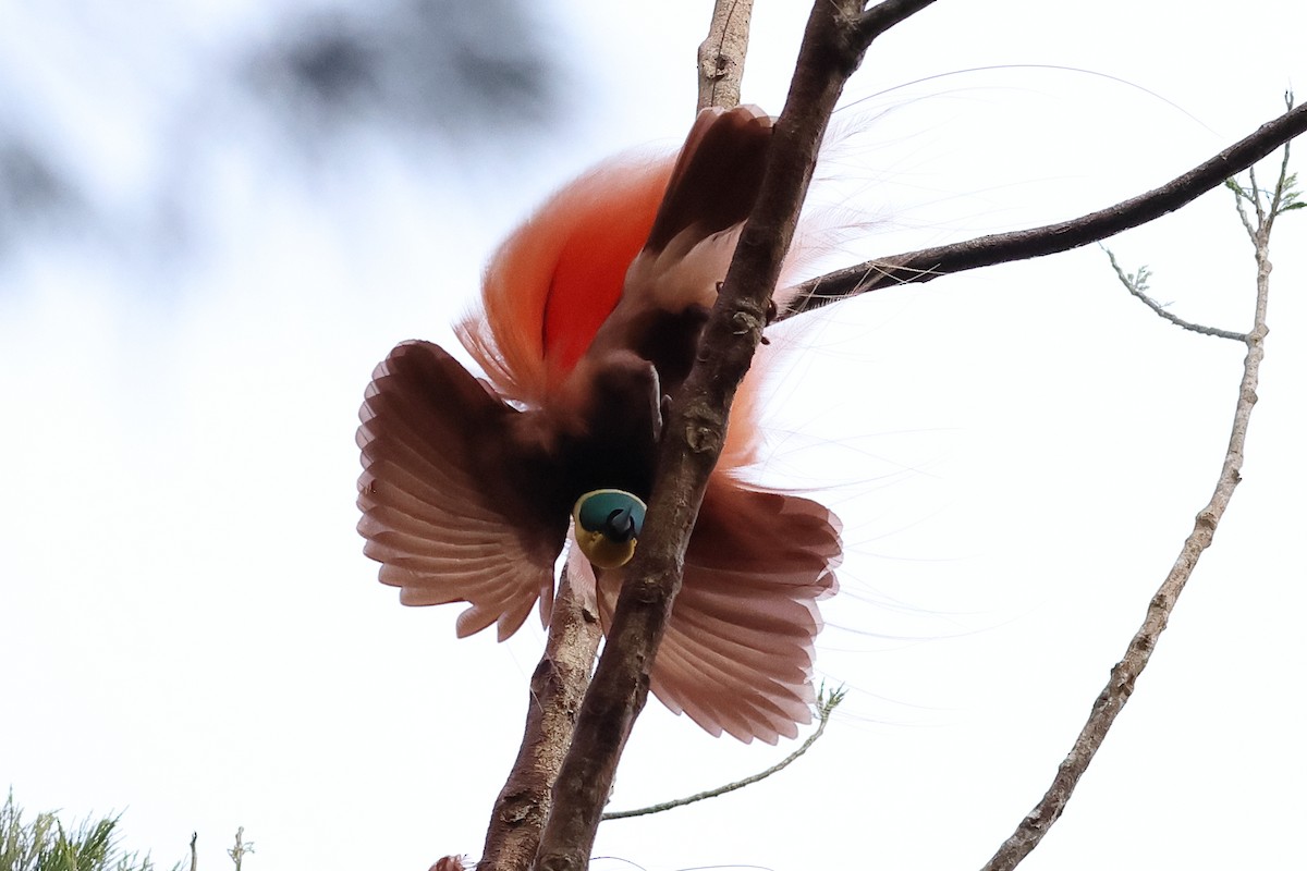 Raggiana Bird-of-Paradise - ML638830521