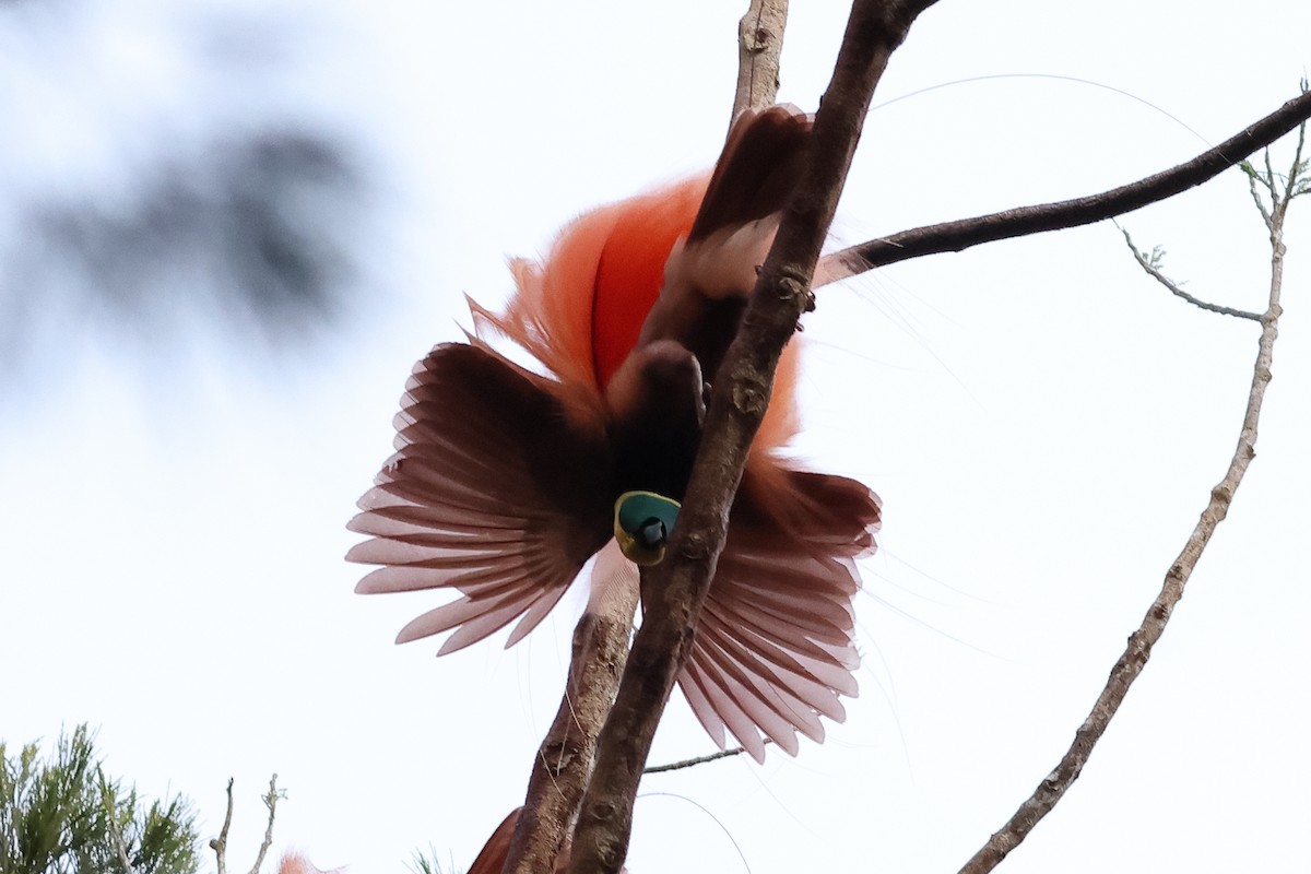 Raggiana Bird-of-Paradise - ML638830522