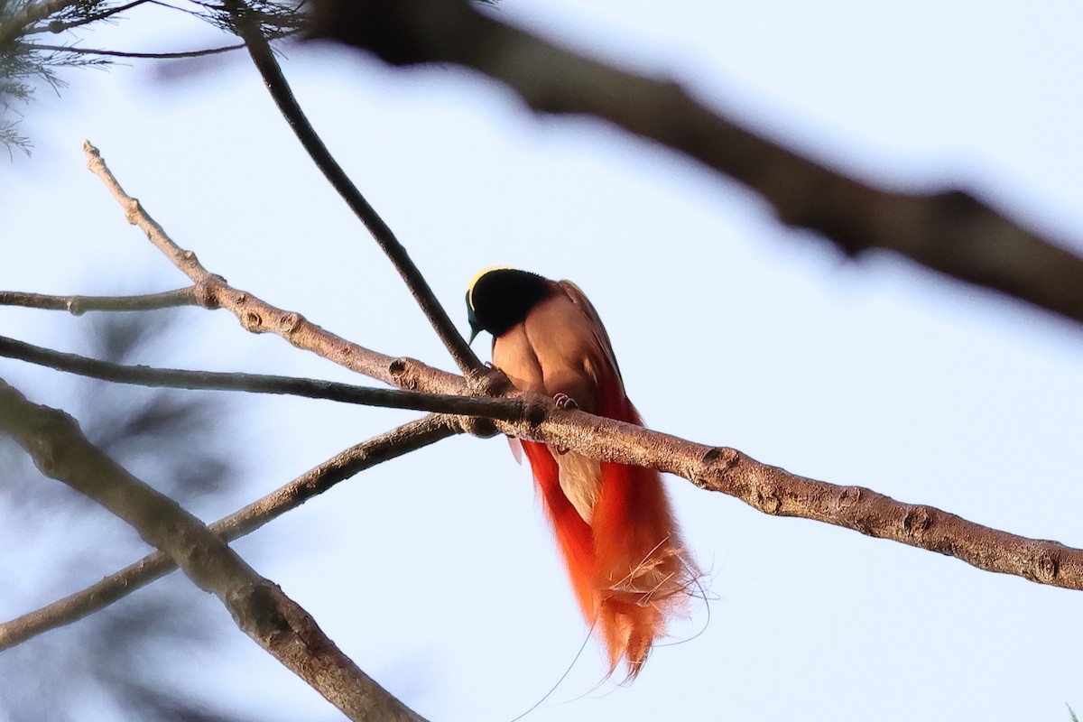 Raggiana Bird-of-Paradise - ML638830523