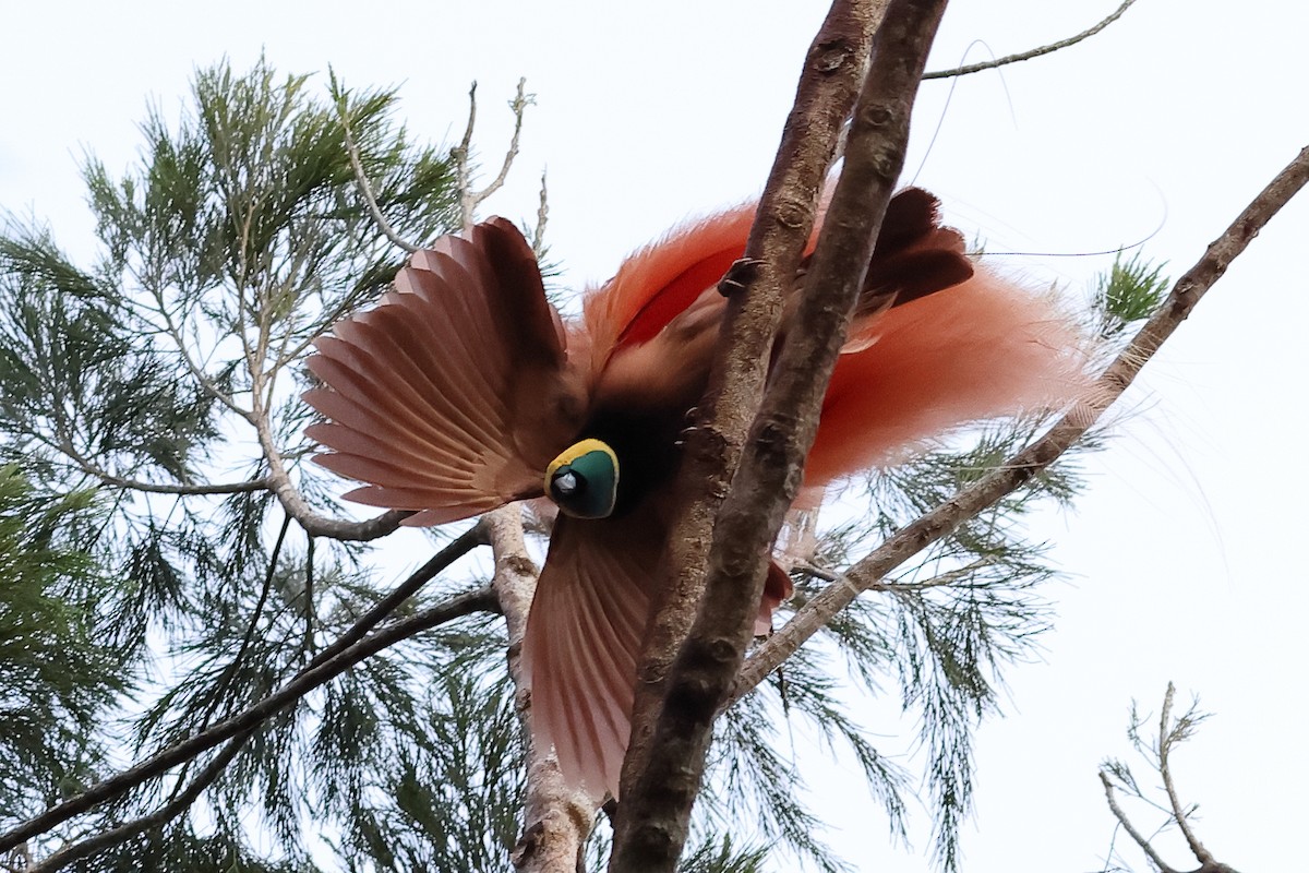 Raggiana Bird-of-Paradise - ML638830525