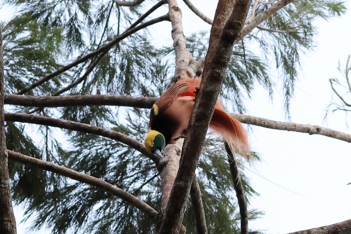 Raggiana Bird-of-Paradise - ML638830526