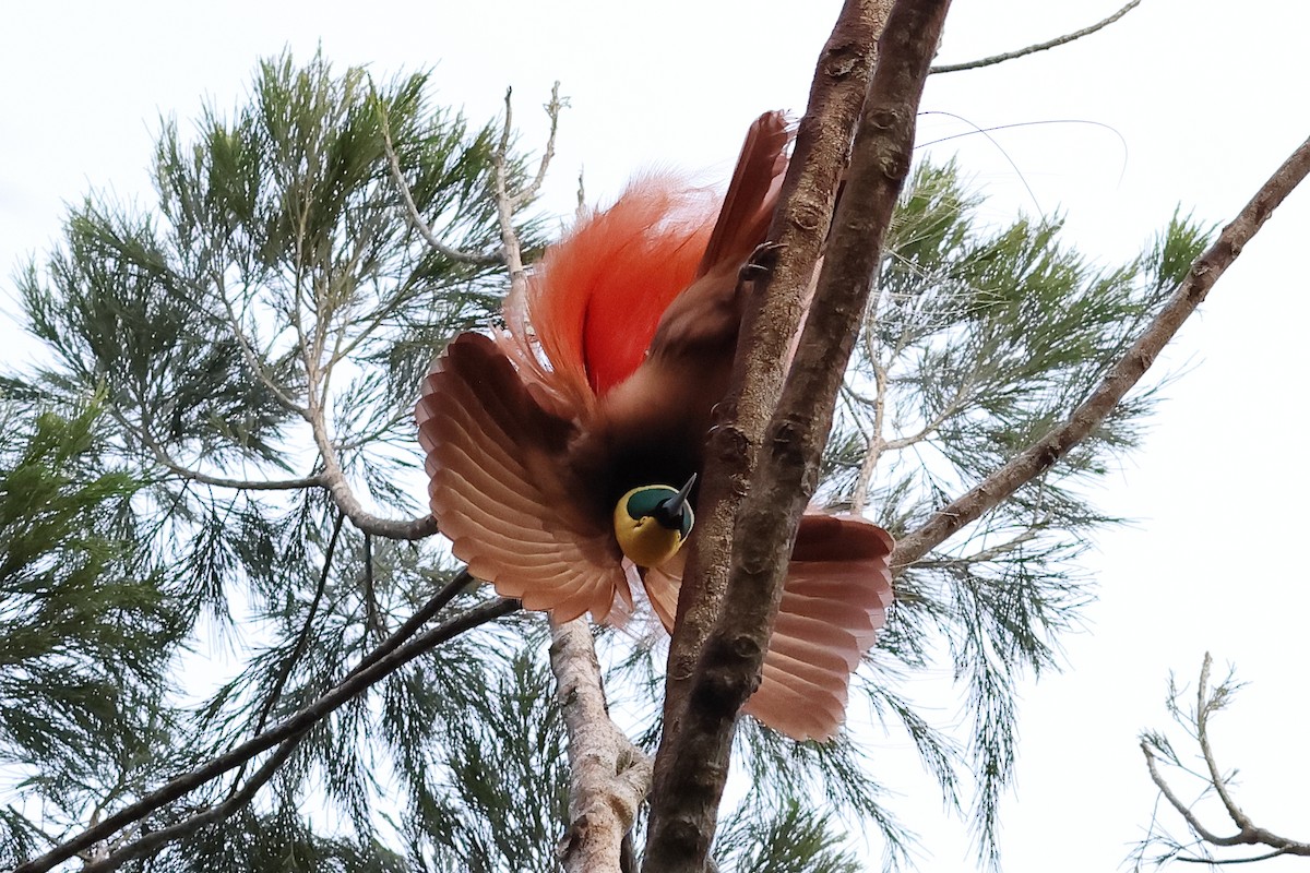 Raggiana Bird-of-Paradise - ML638830527