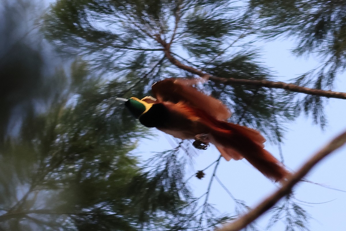 Raggiana Bird-of-Paradise - ML638830529