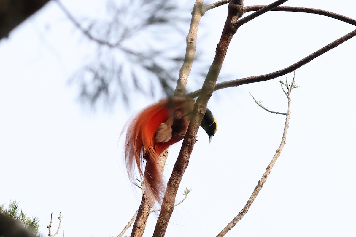 Raggiana Bird-of-Paradise - ML638830530
