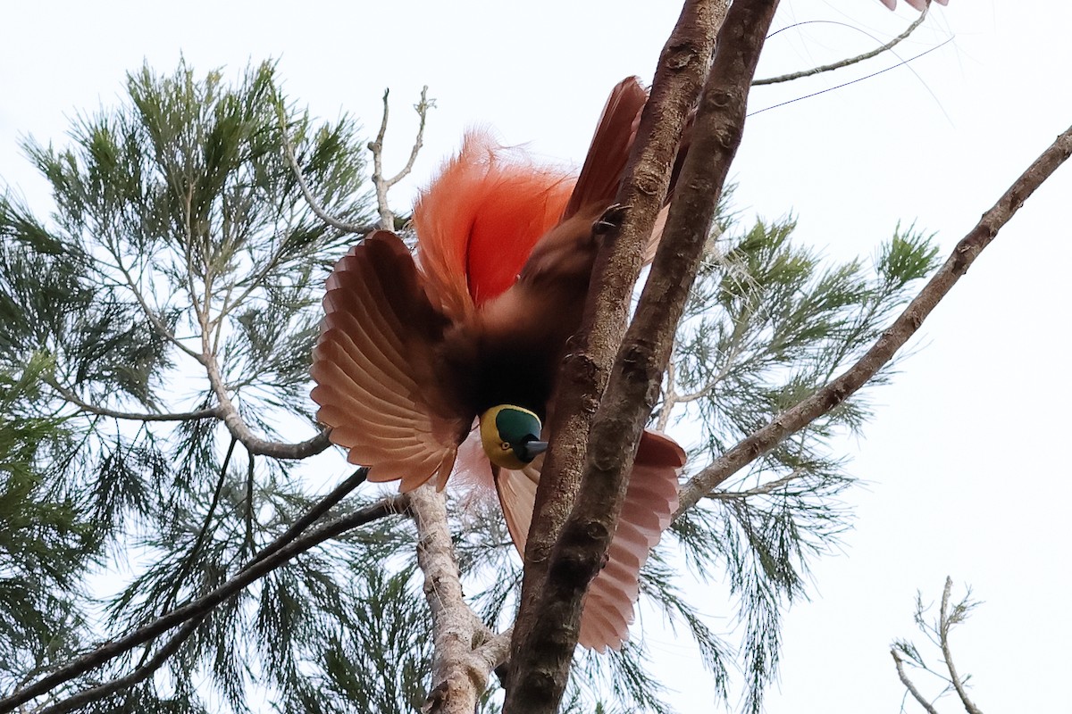 Raggiana Bird-of-Paradise - ML638830532