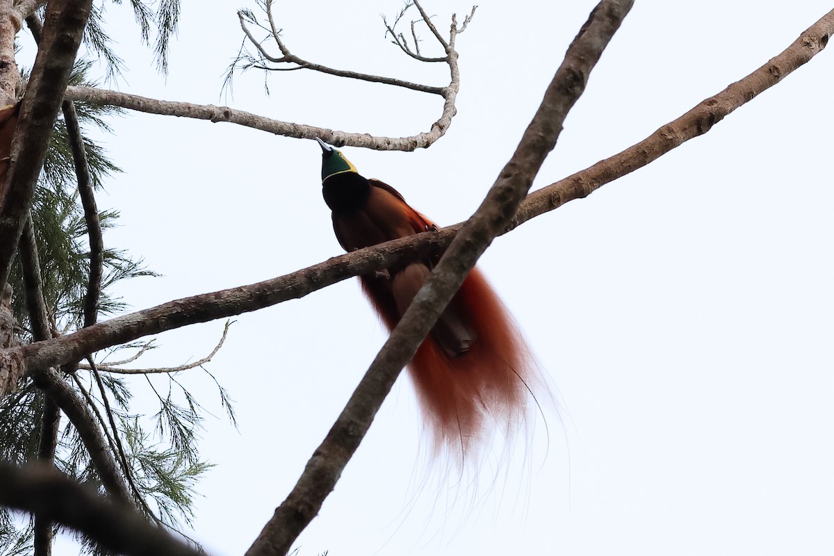 Raggiana Bird-of-Paradise - ML638830533