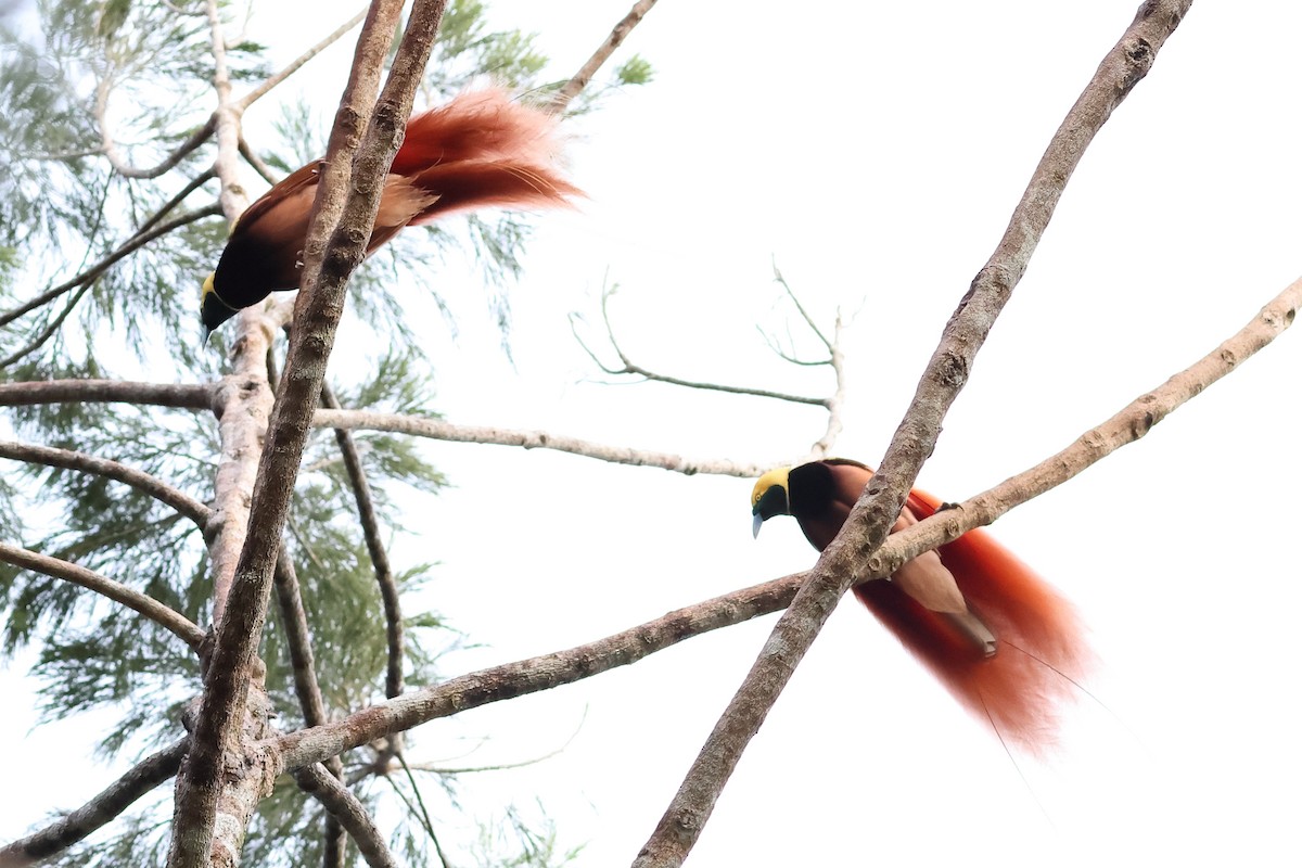 Raggiana Bird-of-Paradise - ML638830534