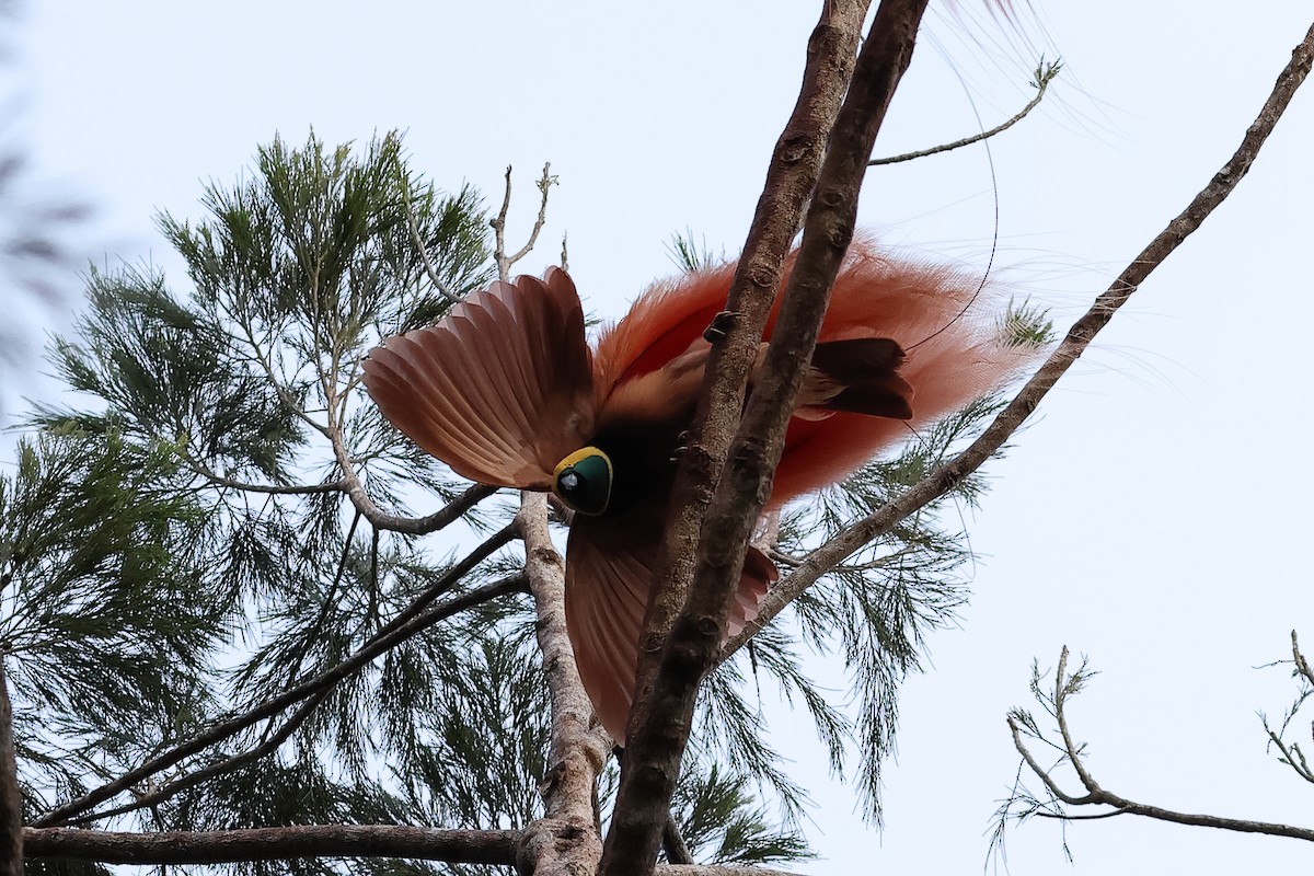 Raggiana Bird-of-Paradise - ML638830535