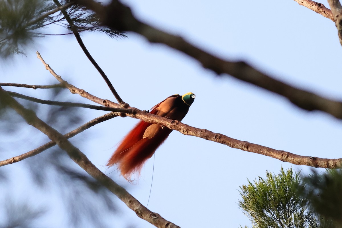 Raggiana Bird-of-Paradise - ML638830536