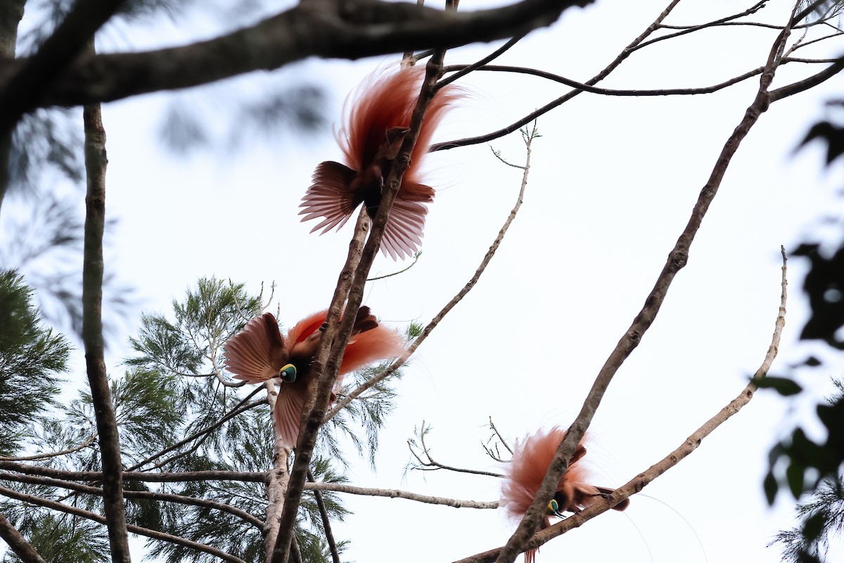 Raggiana Bird-of-Paradise - ML638830538