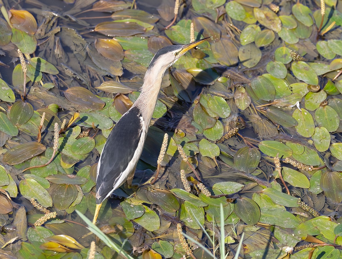 Little Bittern - ML638830661