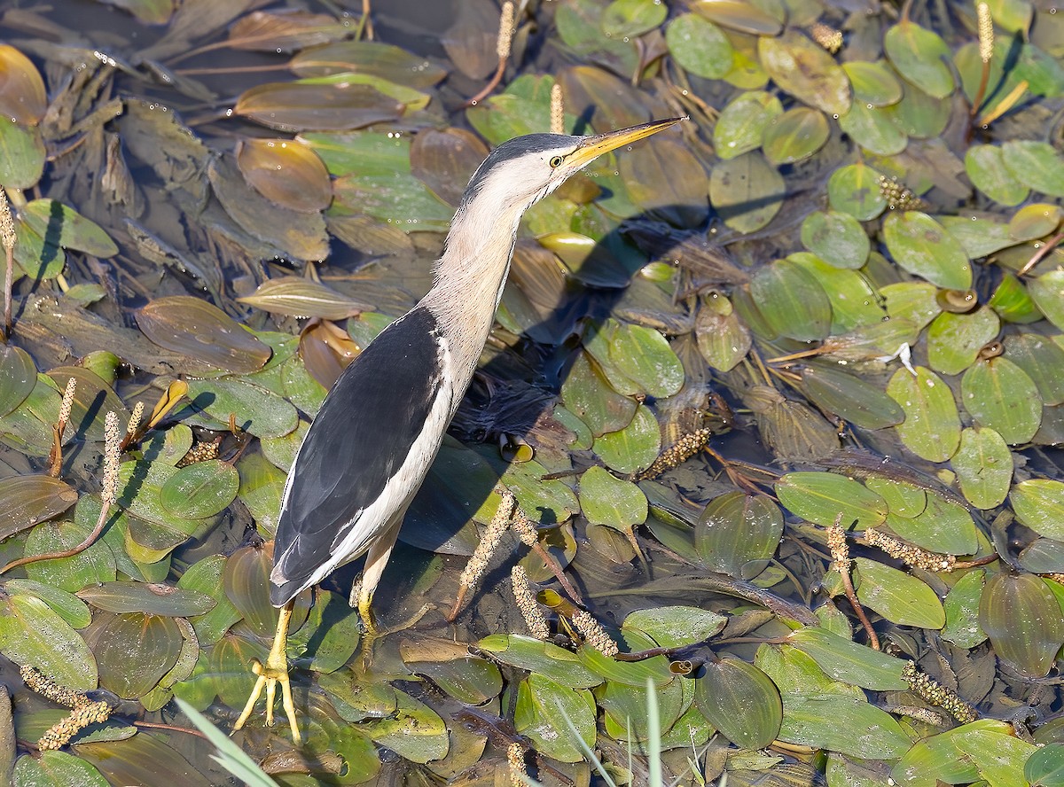 Little Bittern - ML638830662