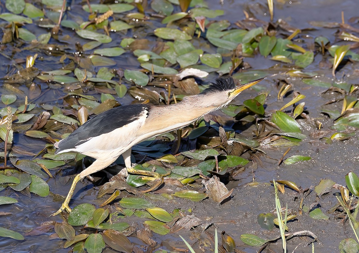 Little Bittern - ML638830663