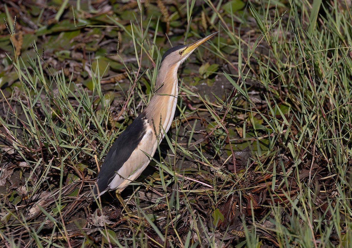 Little Bittern - ML638830664