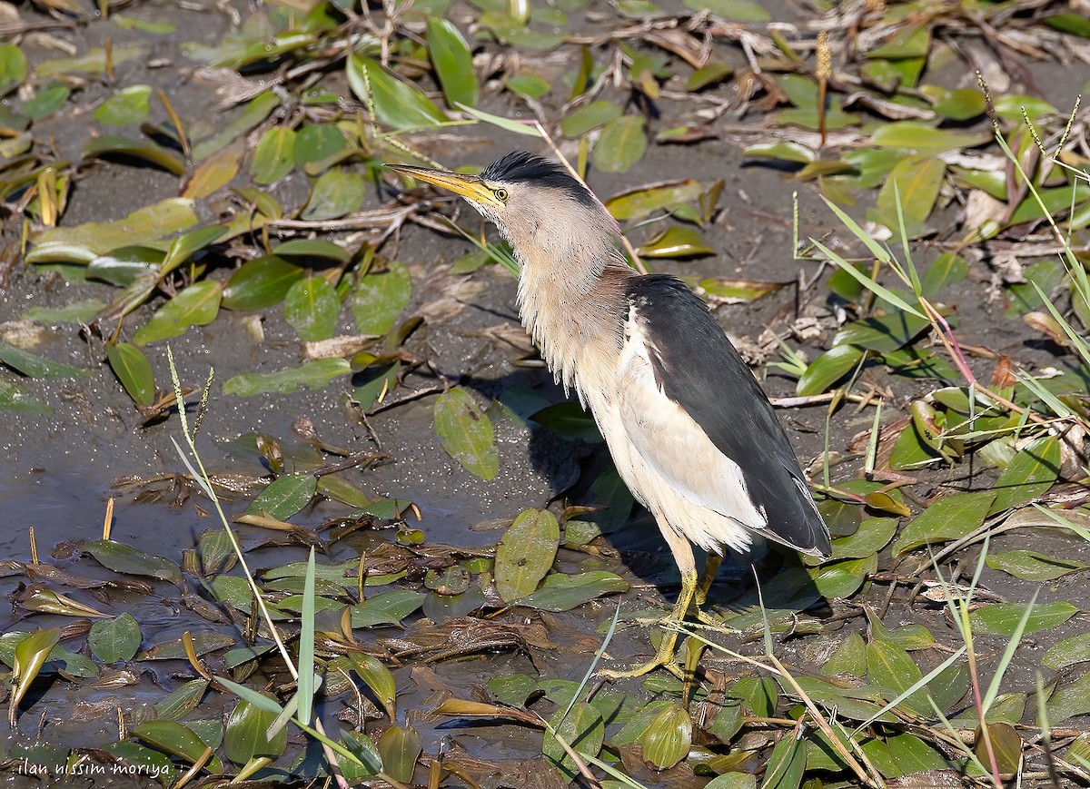 Little Bittern - ML638830665