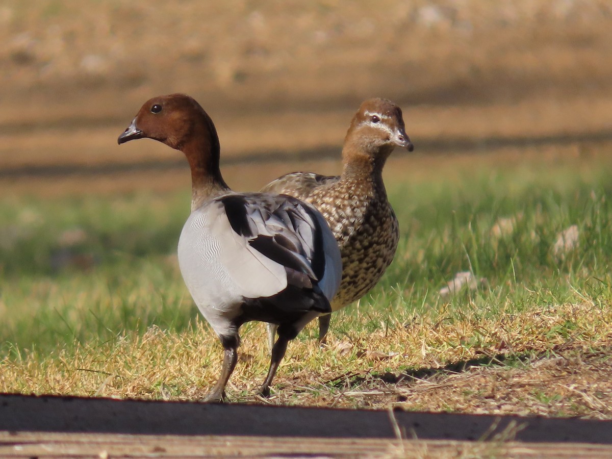 Maned Duck - ML638830681
