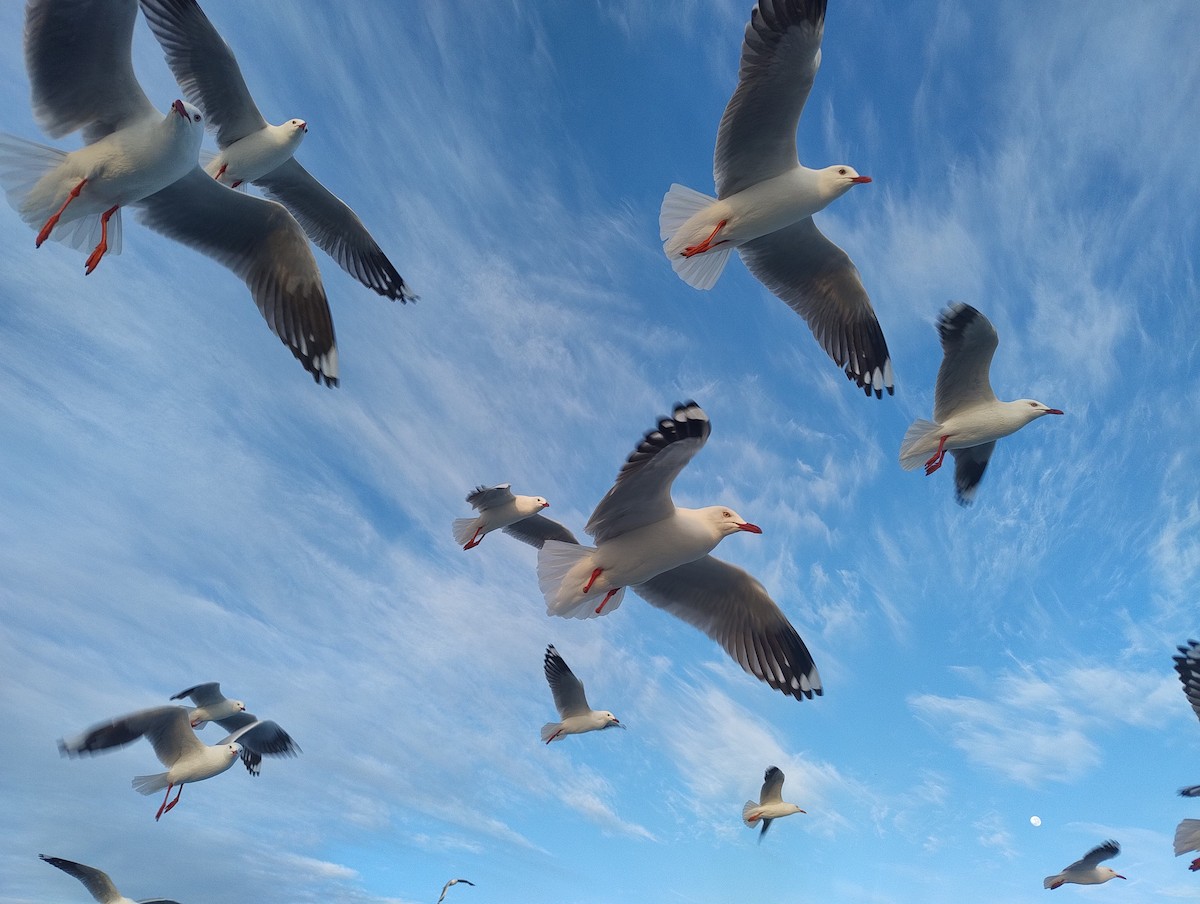 Silver Gull (Silver) - ML638830689