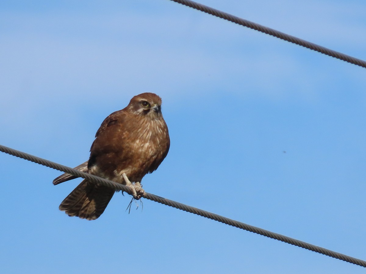 Brown Falcon - ML638830690