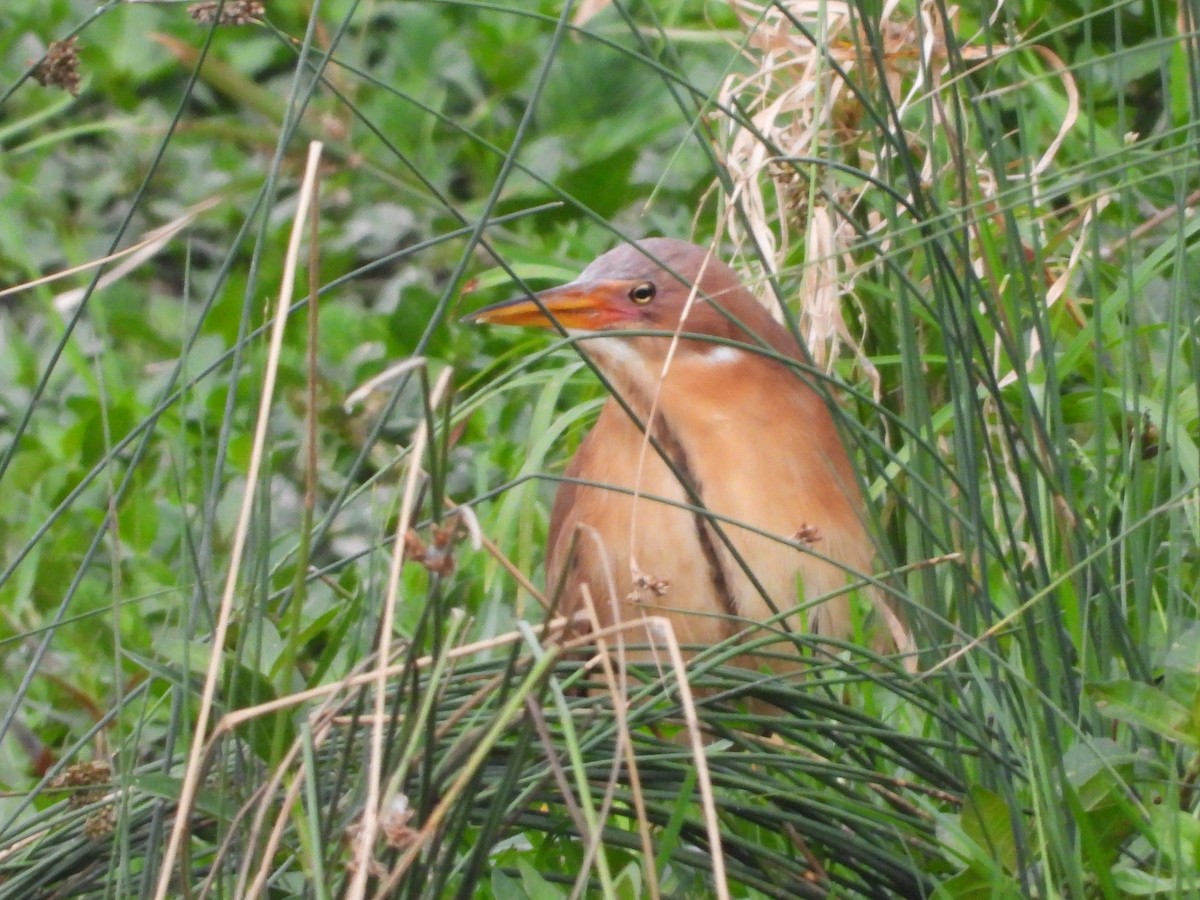 Cinnamon Bittern - ML638830698