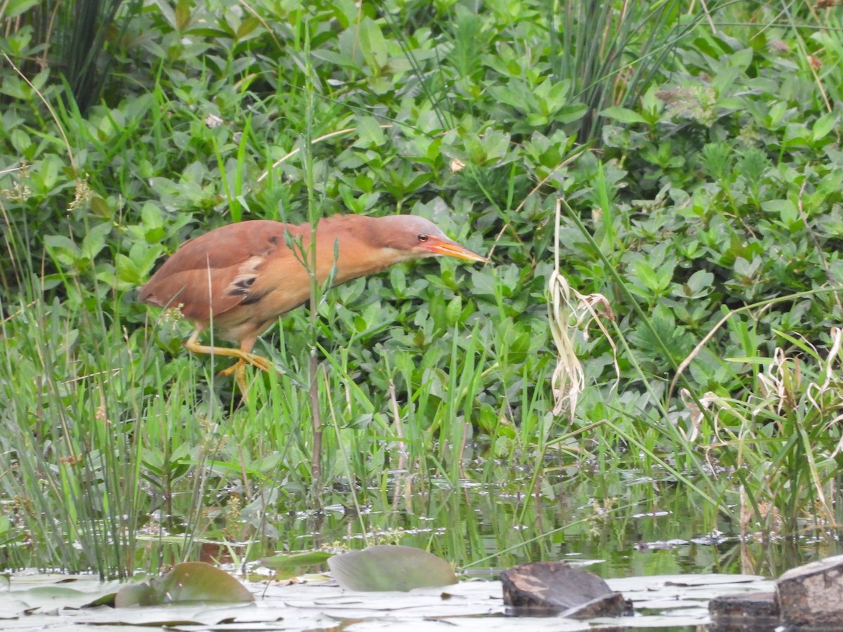 Cinnamon Bittern - ML638830699
