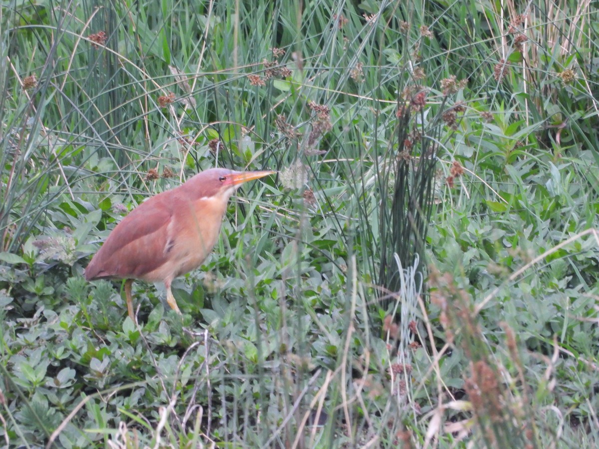 Cinnamon Bittern - ML638830700