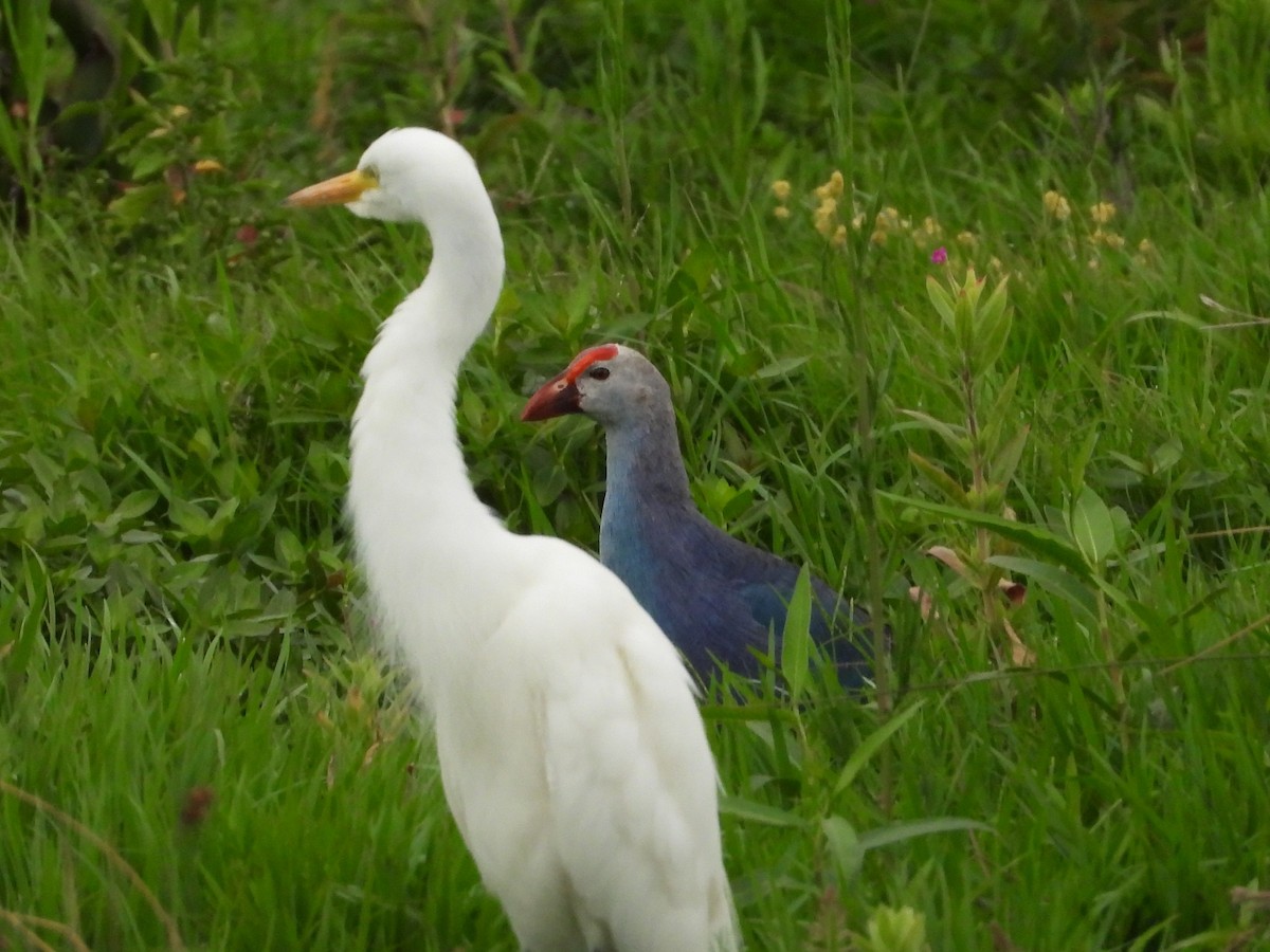 Pollo sultano testagrigia - ML638830706