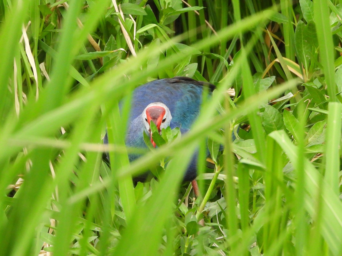 Pollo sultano testagrigia - ML638830707