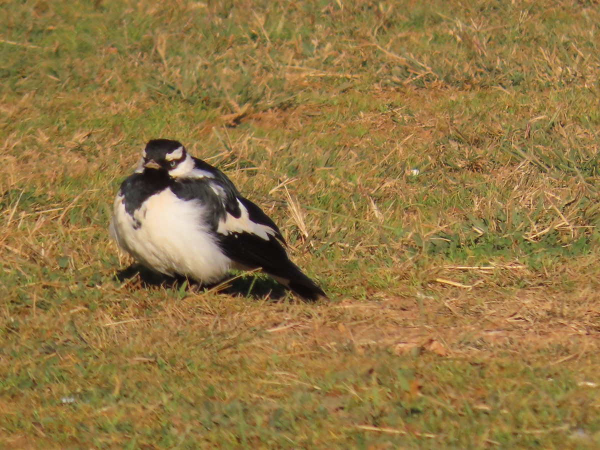 Magpie-lark - ML638830708