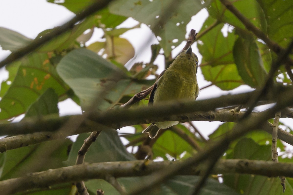 Barred Becard - ML638830715