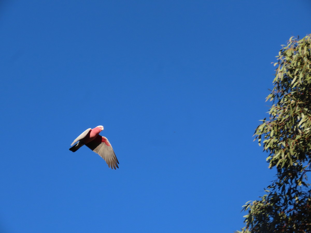 Galah - ML638830716
