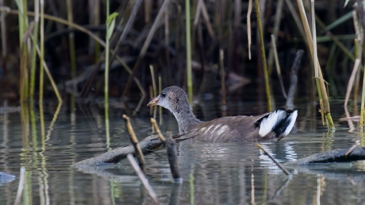 Gallinella d'acqua - ML638830738