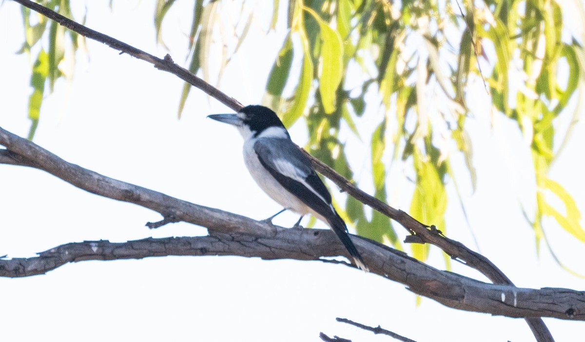Gray Butcherbird - ML638830739