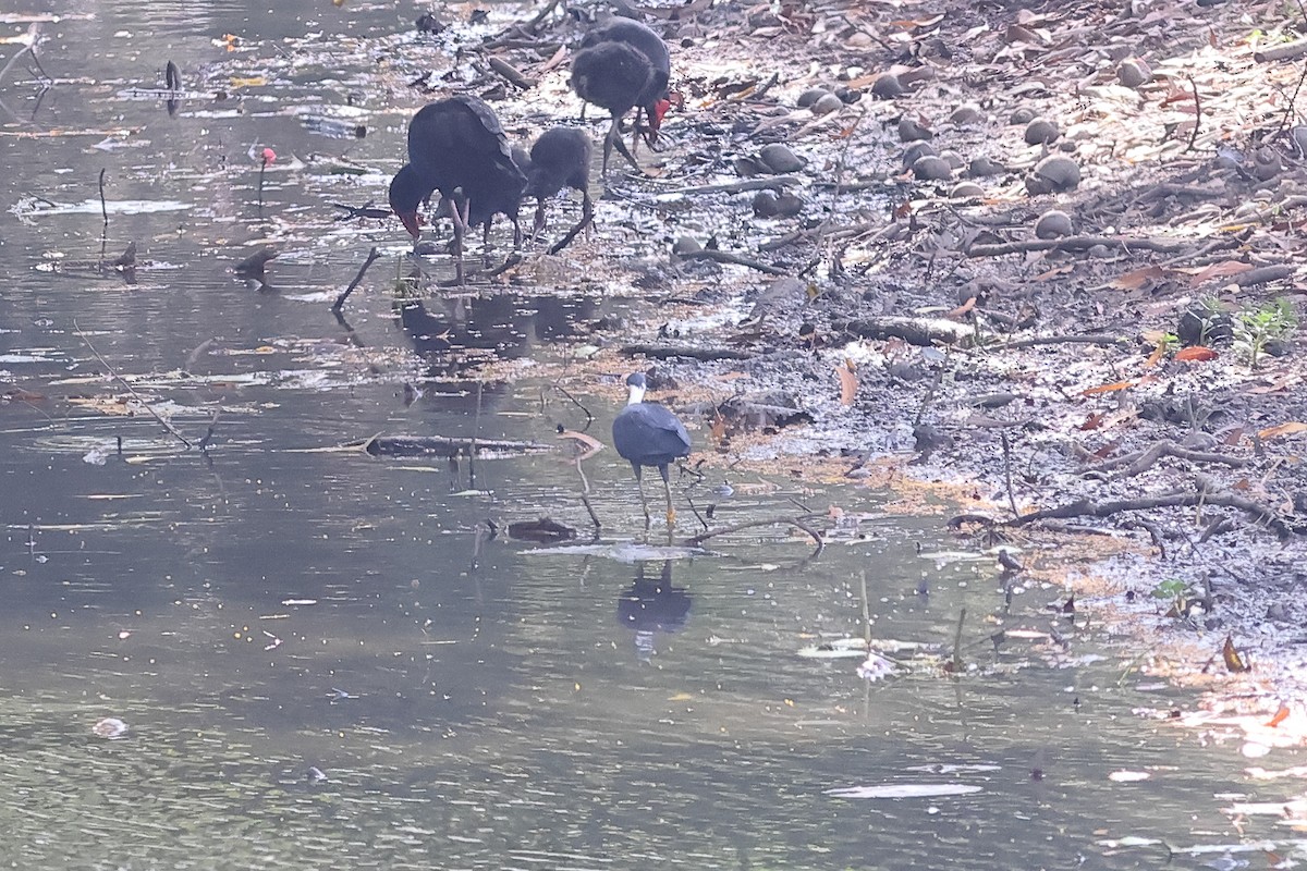 Pied Heron - ML638830741