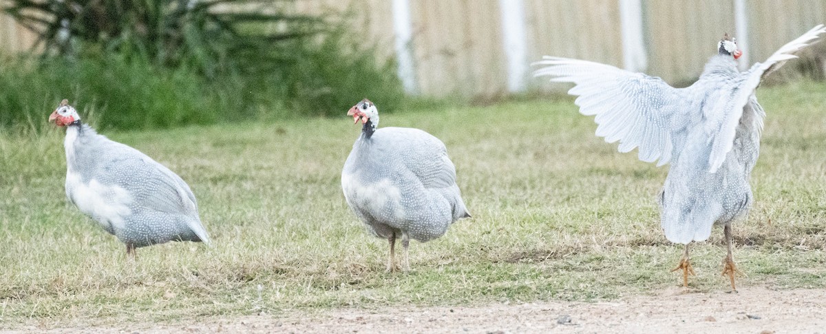 Helmeted Guineafowl (Domestic type) - ML638830745