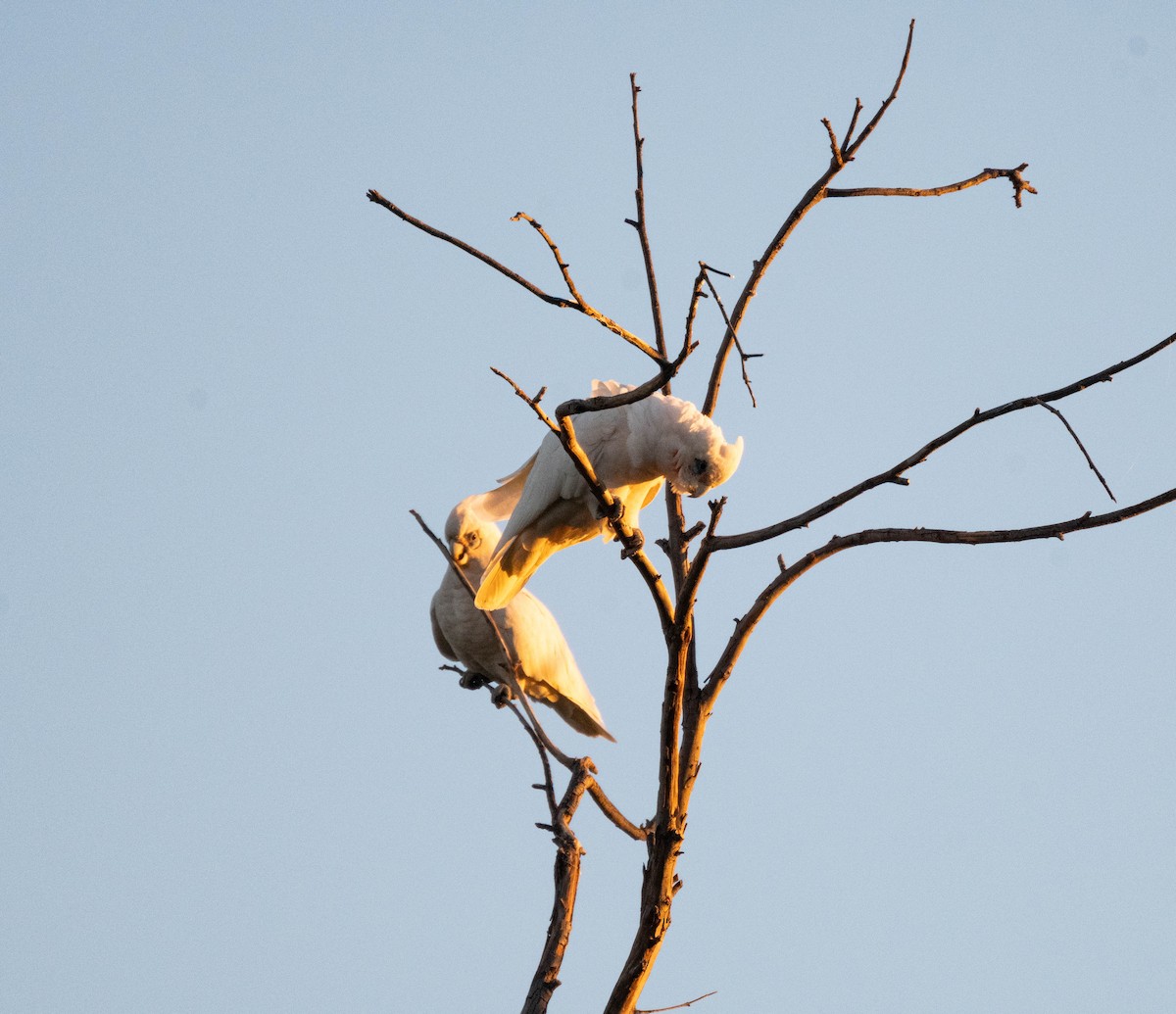 Little Corella - ML638830748