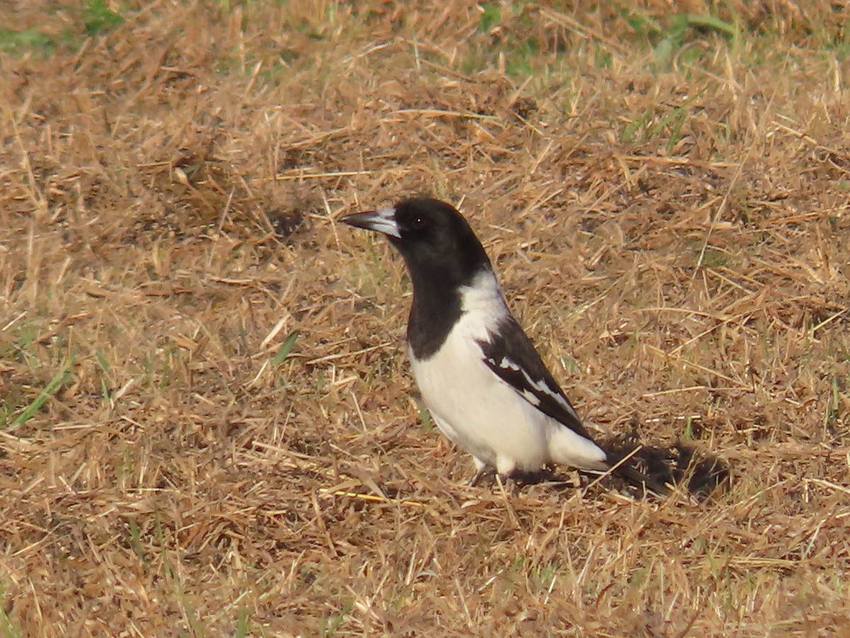 Pied Butcherbird - ML638830752