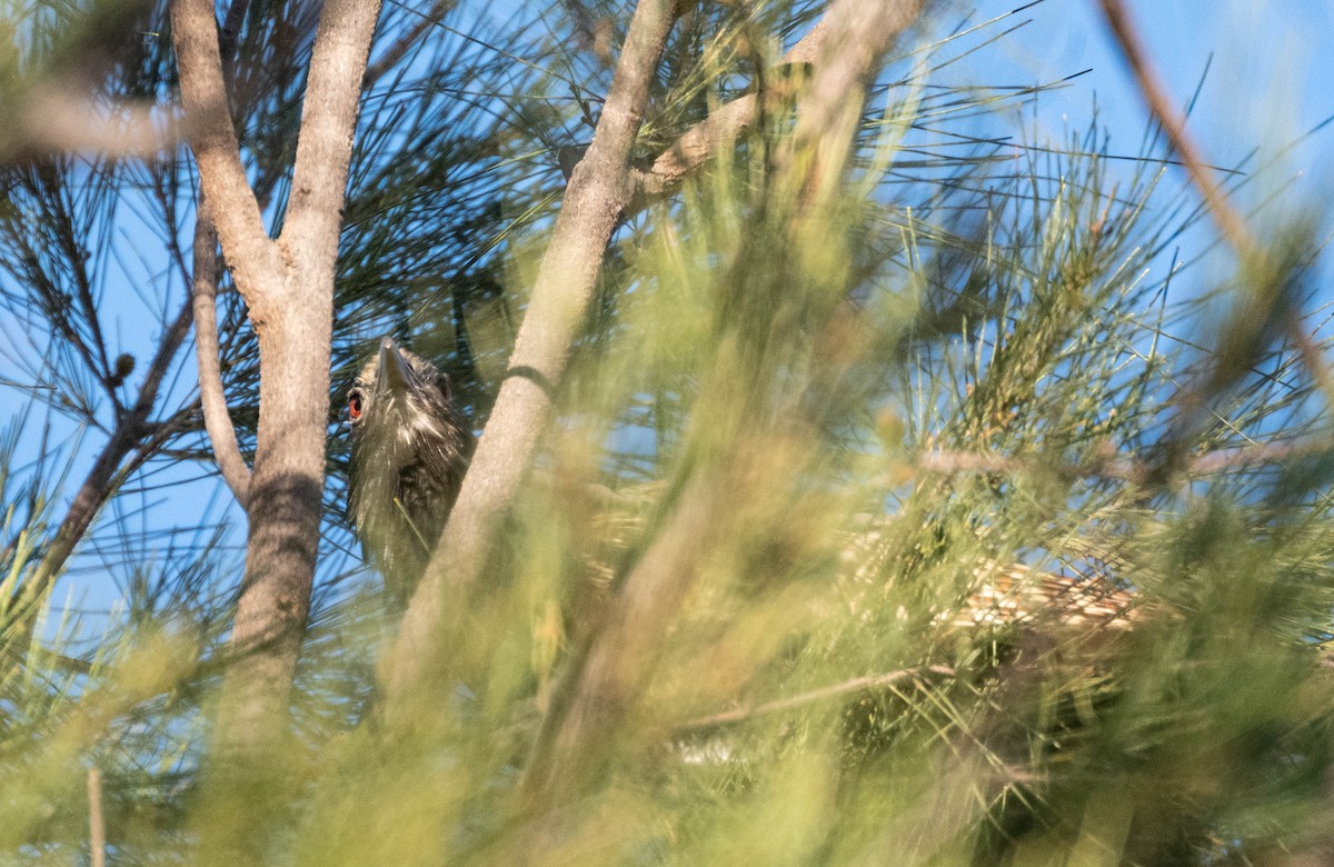 Pheasant Coucal - ML638830760