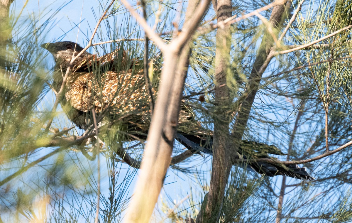 Pheasant Coucal - ML638830761
