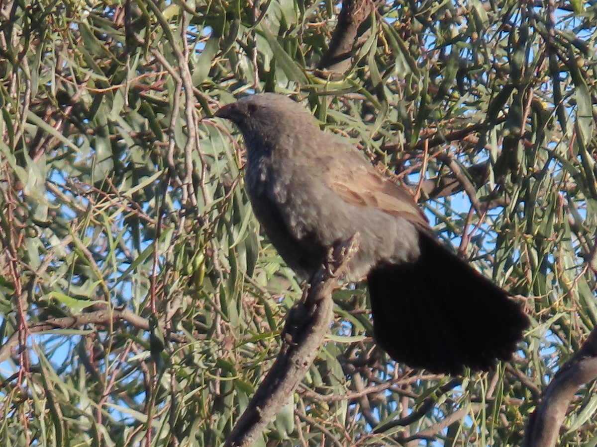 Apostlebird - ML638830764