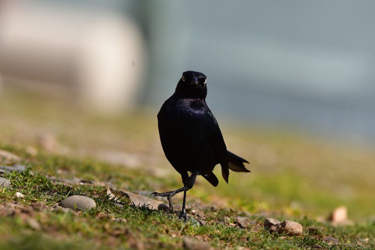 Brewer's Blackbird - ML638830773