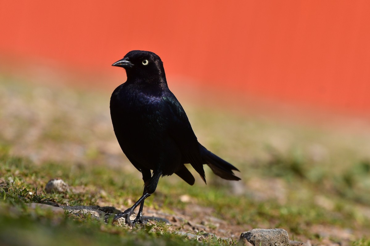 Brewer's Blackbird - ML638830774