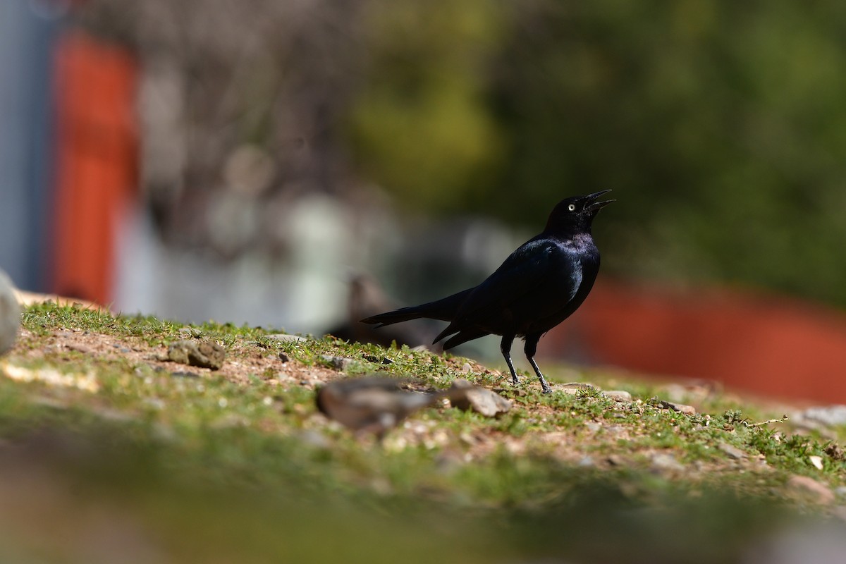 Brewer's Blackbird - ML638830775
