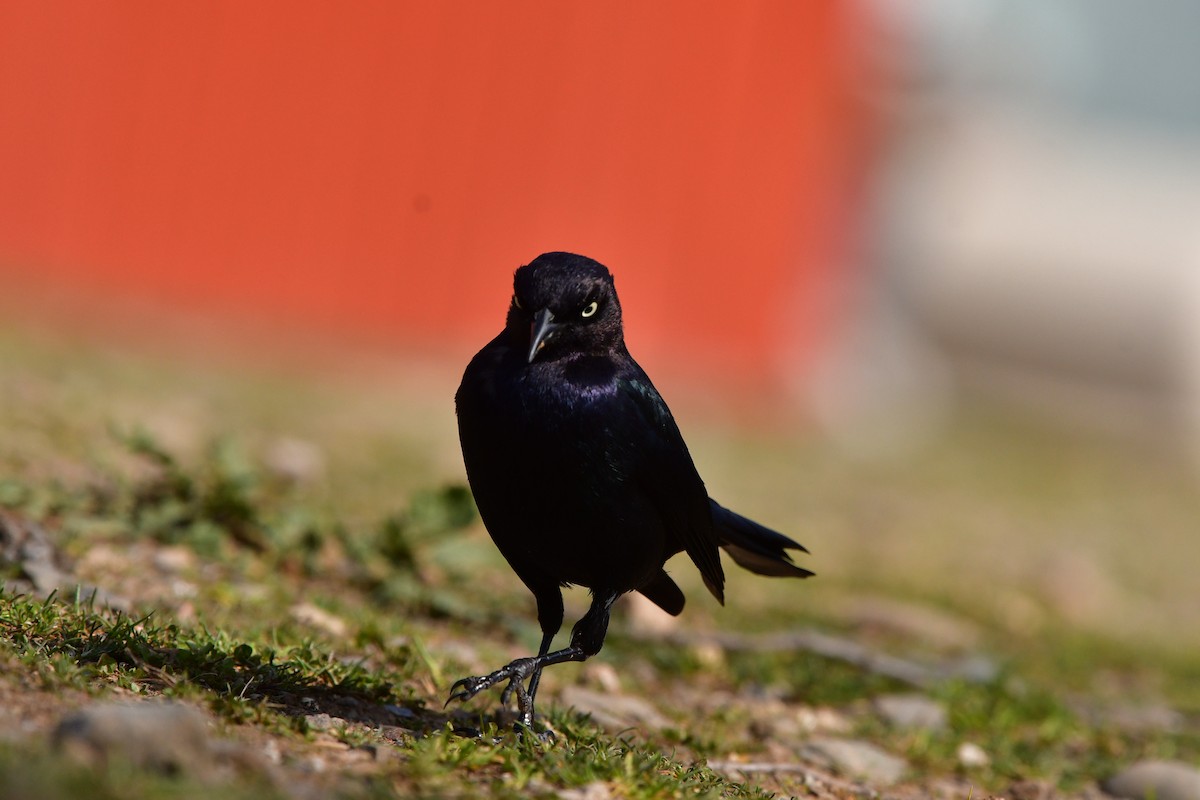 Brewer's Blackbird - ML638830776