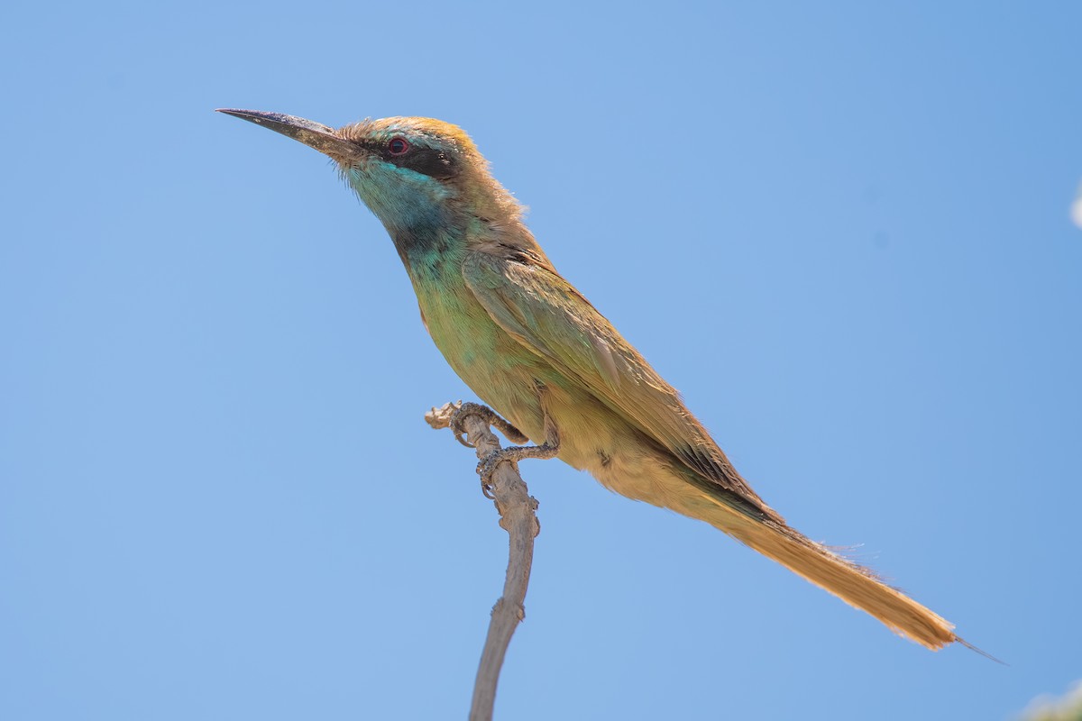 שרקרק גמדי - ML638830809