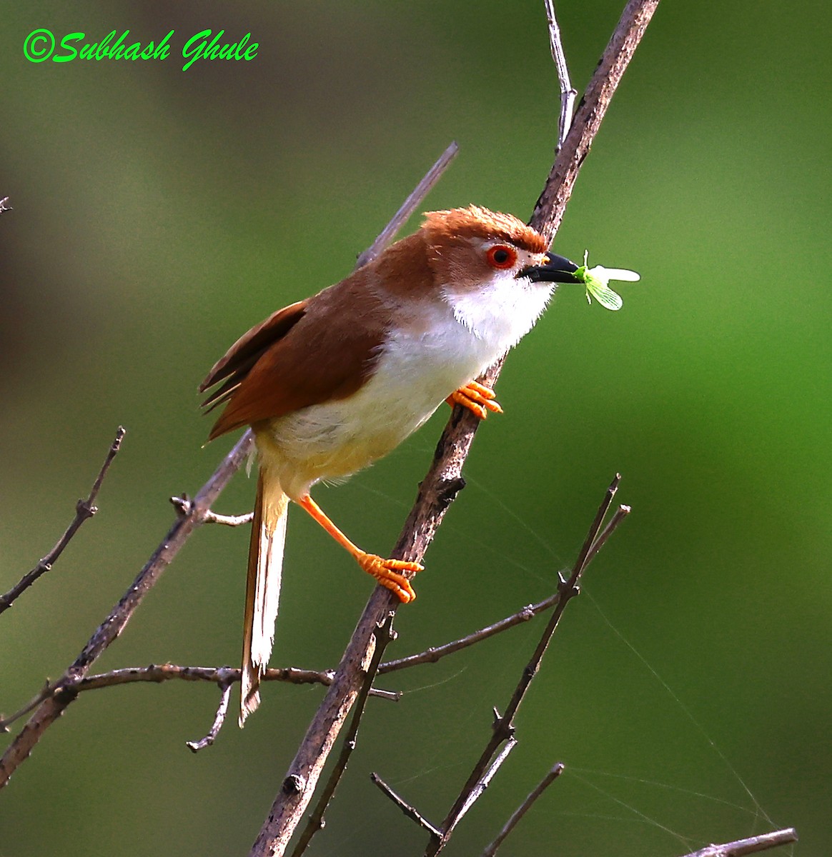 Yellow-eyed Babbler - ML638830810